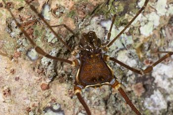 Media type: image; Invertebrate Zoology 144012